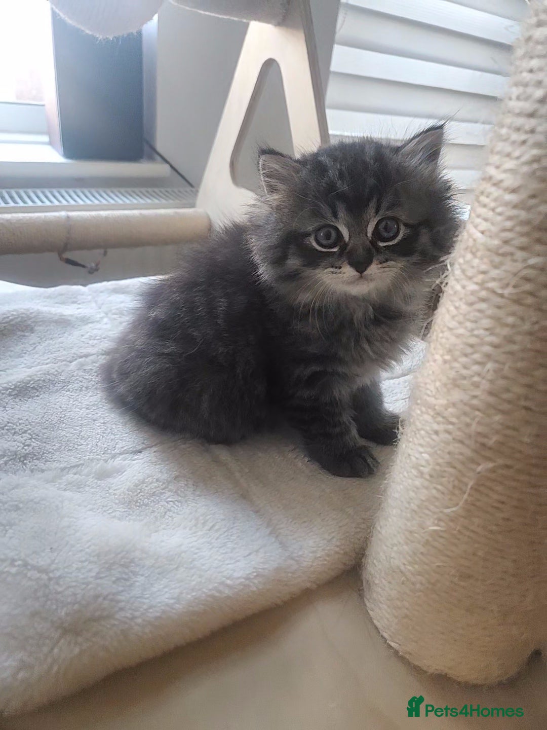 Mixed Breed cats for sale: Two Perdoll Female Kittens Looking for a Home - Image 16