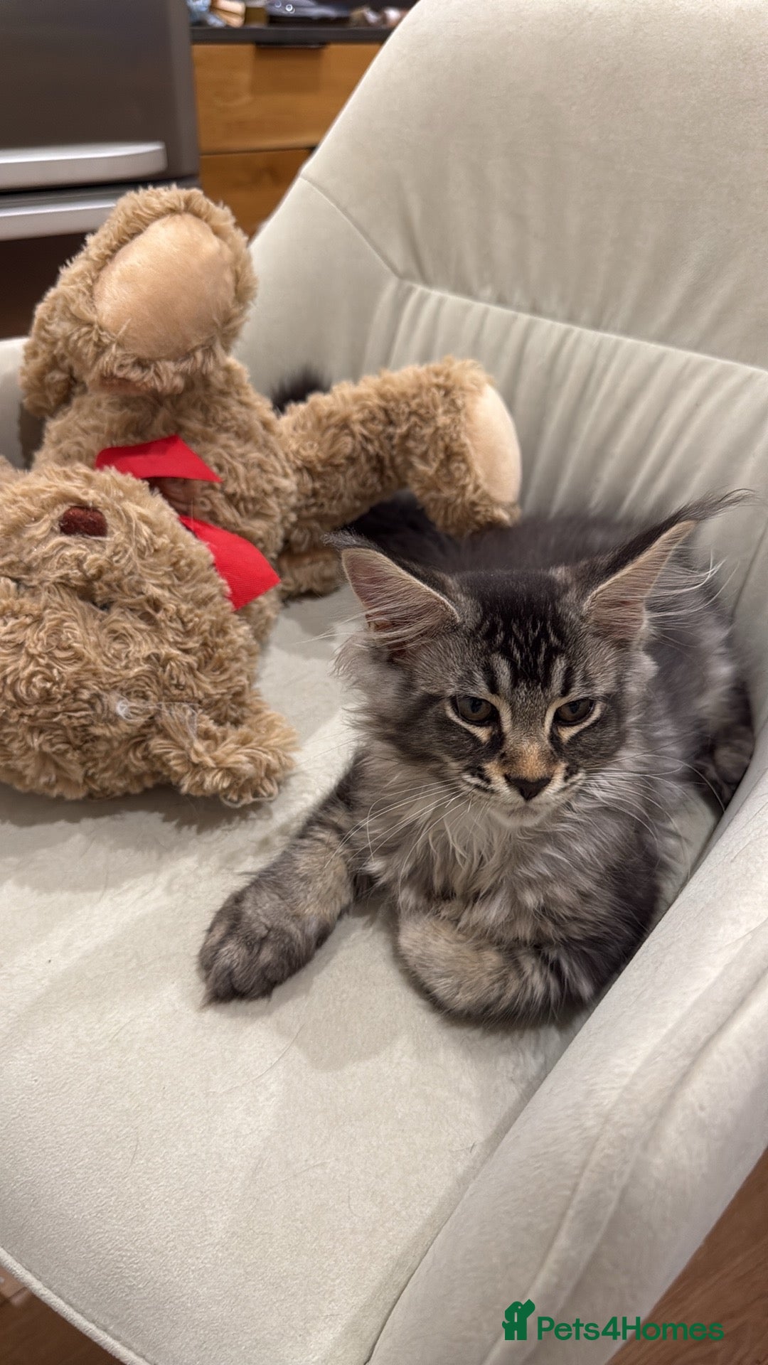 Maine Coon cats 🐈‍⬛Registered Maine Coons - Advert 14