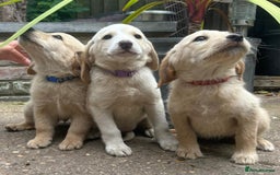 Labradoodle dogs for sale: Fox Red Labrador / Labradoodle X Puppies - Image 3