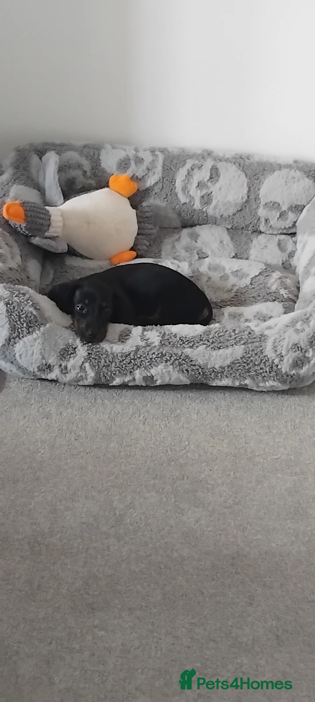 Miniature Dachshund dogs for sale: CHOCOLATE/ TAN MINIATURE DACHSHUND  - Advert 2