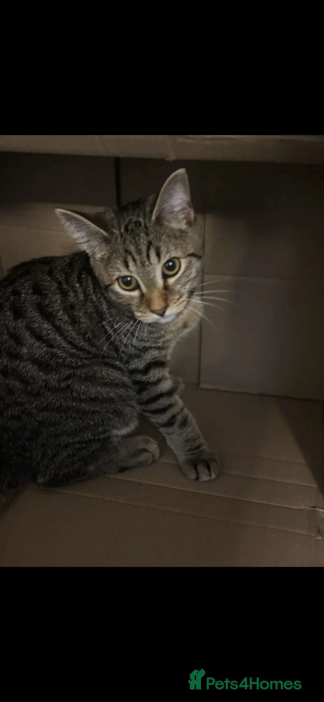 Mixed Breed cats for sale: Lovely 9month old cat called Steve bengal cross in Norwich - Advert 2