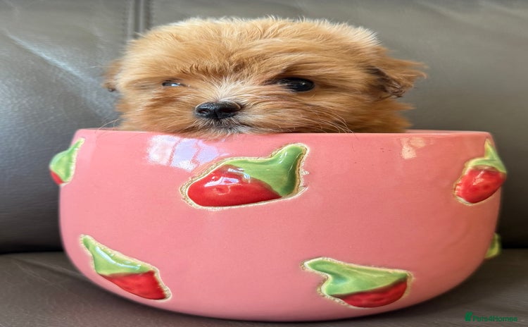 Maltipoo dogs - Advert 15