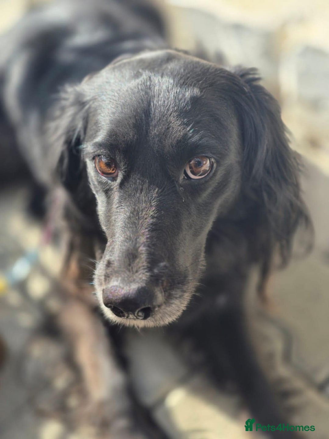 Cocker Spaniel dogs for adoption: Gino ! - Advert 6