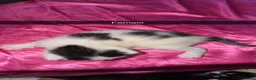 Mixed Breed cats for sale: 5 kittens looking for a forever home  - Advert 6