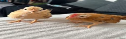 Chickens poultry for sale:     Hand-Reared Serama Pair for Loving Home in Pershore - Advert 5