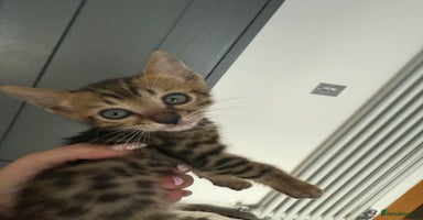 Bengal cats - Advert 9
