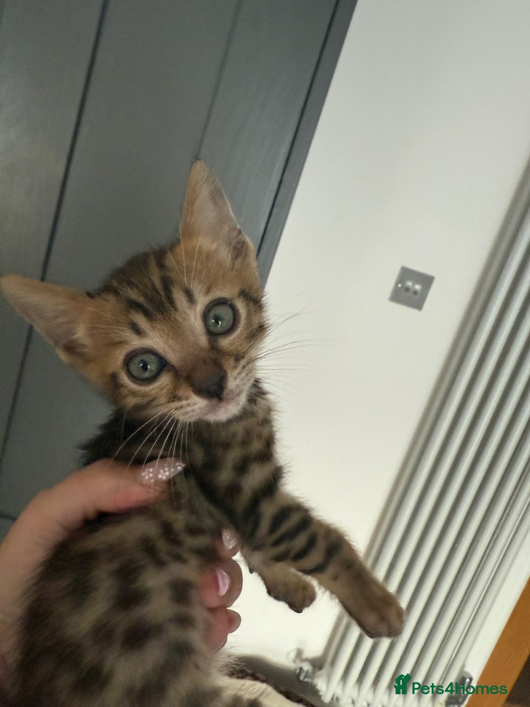Bengal cats for sale: Beautiful boy remaining ready to go  - Image 3