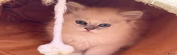 Persian cats for sale: 7 beautiful Persian x Ragdoll kittens - Advert 14