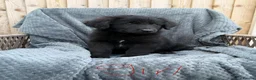 German Shepherd dogs for sale: German shepherd pups  in Dereham - Advert 12