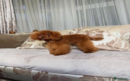 Toy Poodle dogs for sale: Asian micro poodle Boy - Image 20