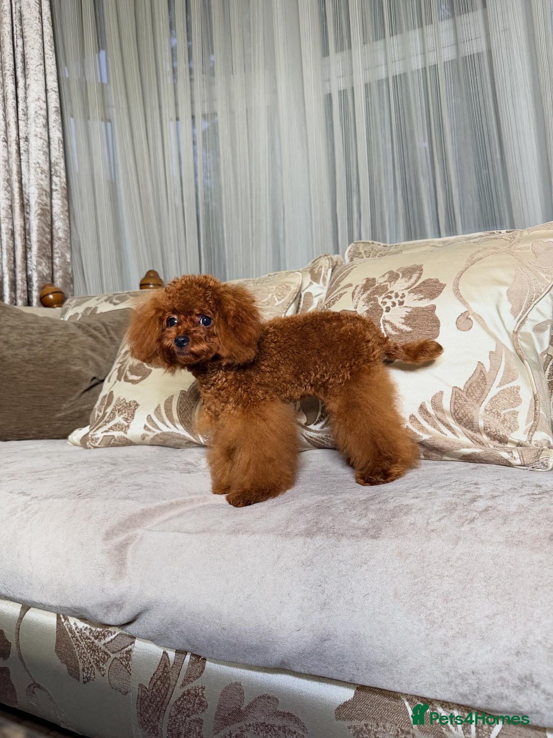 Toy Poodle dogs for sale: Asian micro poodle Boy - Image 20