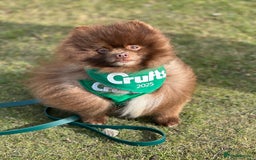 Pomeranian dogs for stud: Chocolate Stud Kc Registered ,Embark tested in Runcorn - Image 40