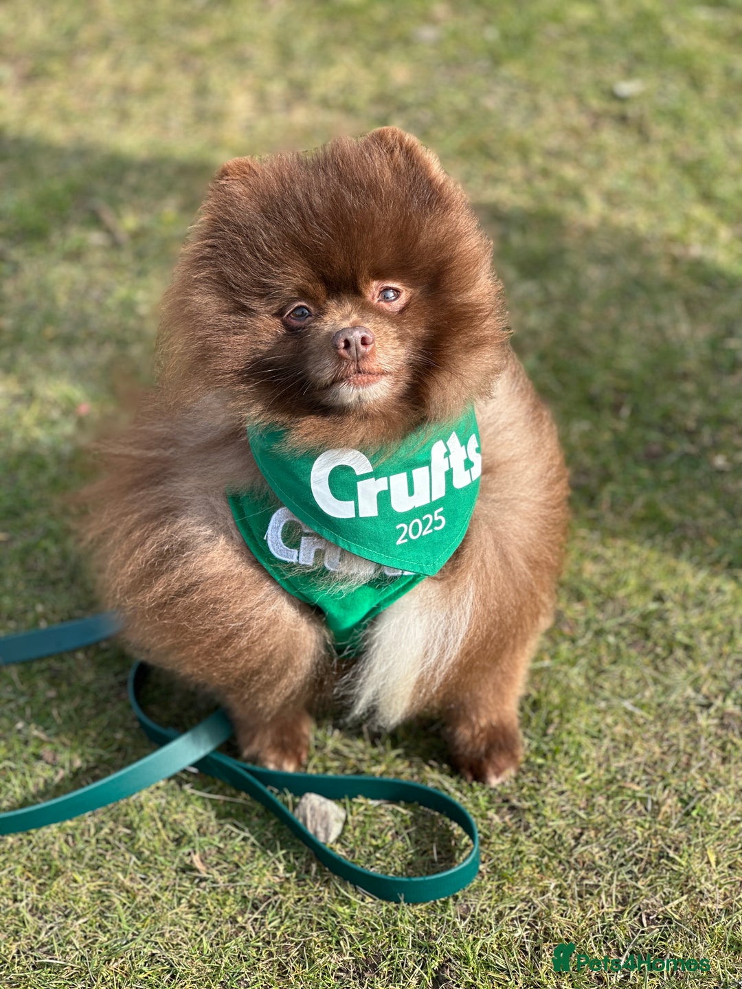 Pomeranian dogs for stud: Chocolate Stud Kc Registered ,Embark tested in Runcorn - Image 40