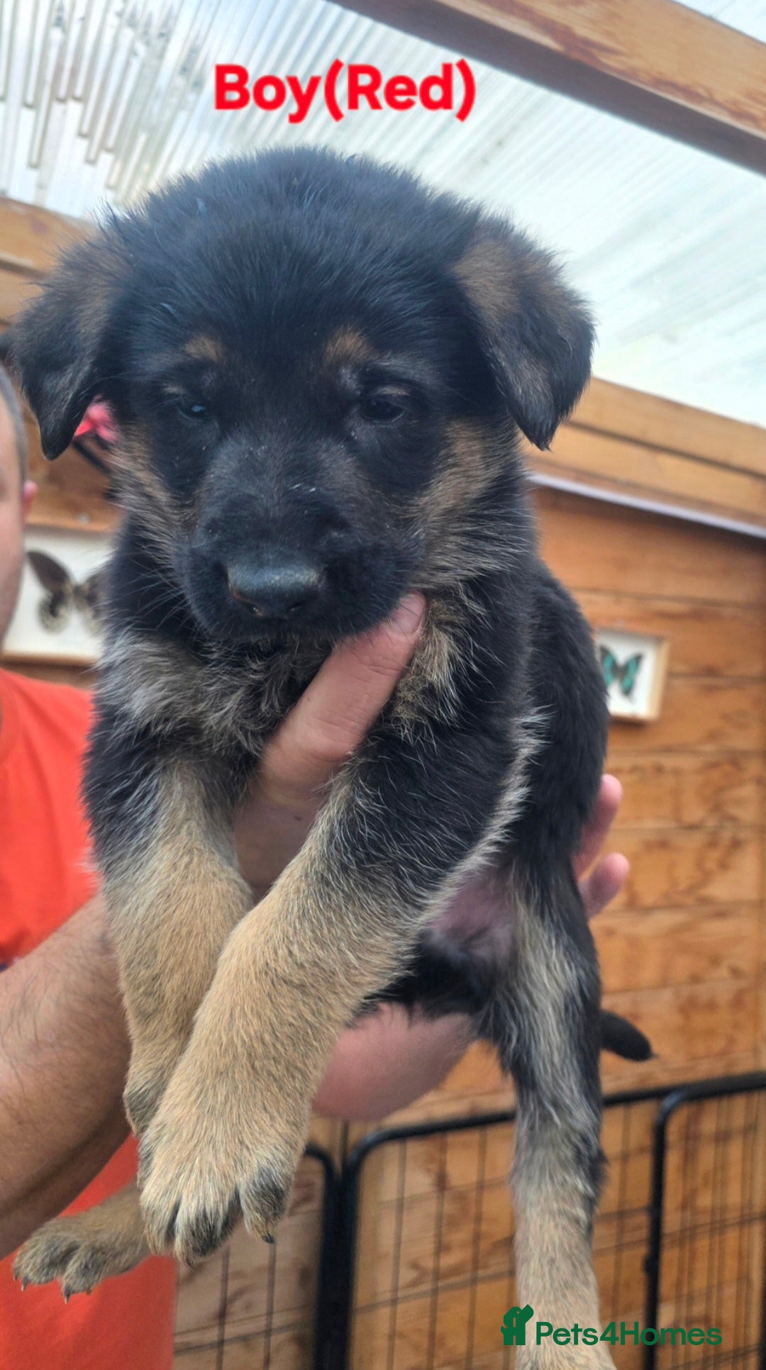 German Shepherd dogs for sale: Puppy German Shepherd  - Advert 15