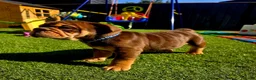 English Bulldog dogs for sale: Litter of bulldogs  - Advert 7