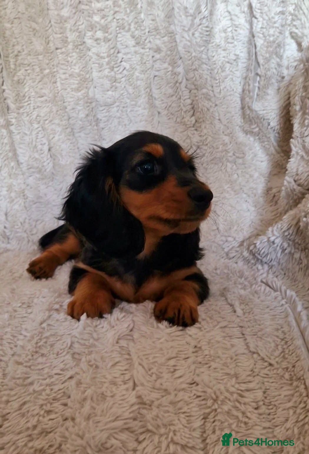 Miniature Dachshund dogs Champion Sired Mini Longhaired Dachshunds - Advert 17