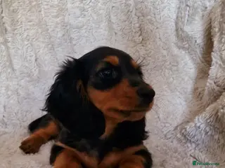 Miniature Dachshund dogs Champion Sired Mini Longhaired Dachshunds - Advert 17