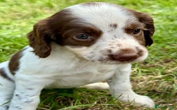 English Springer Spaniel dogs for sale: FTAW Bred Puppies from excellent lines - Image 5