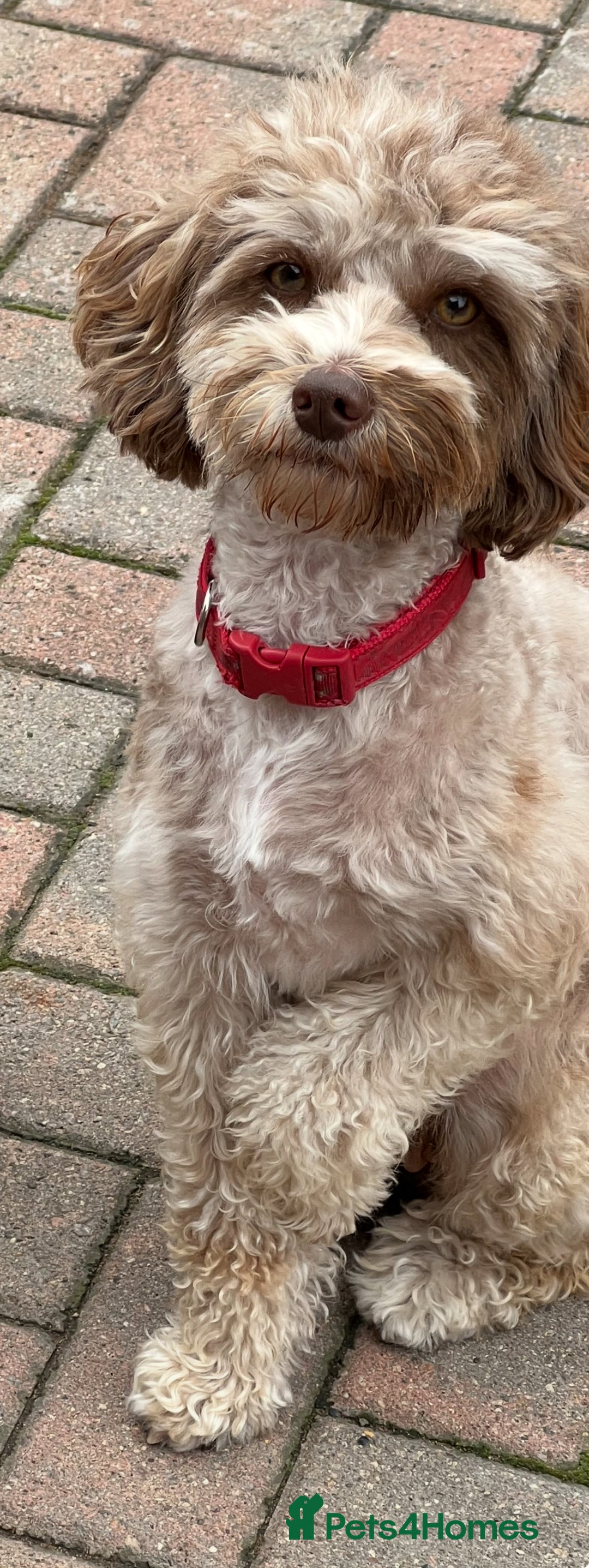 Cockapoo dogs for sale: Gorgeous F1B Cockapoo Puppies – Doncaster  - Advert 2