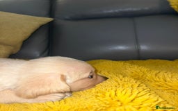 Goldador dogs for sale: GOLDADOR PUPPIES - Image 12