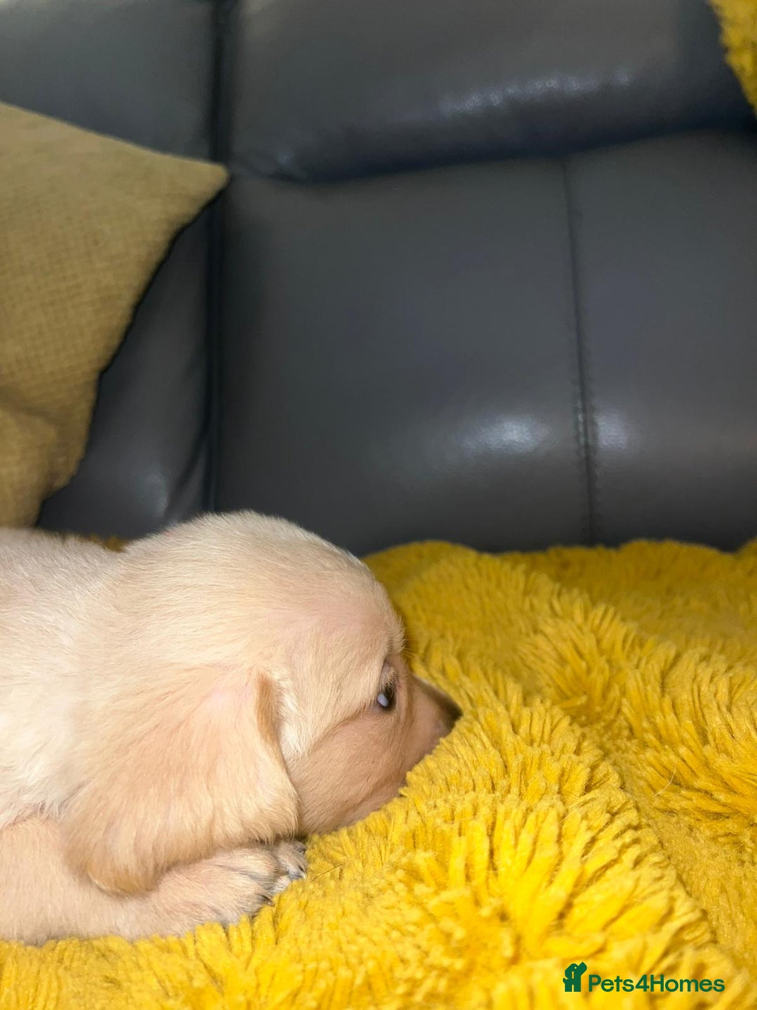 Goldador dogs for sale: GOLDADOR PUPPIES - Image 12