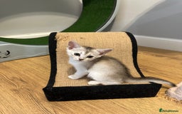 Abyssinian cats for sale: Pedigree Silver Abyssinian kittens - Image 8