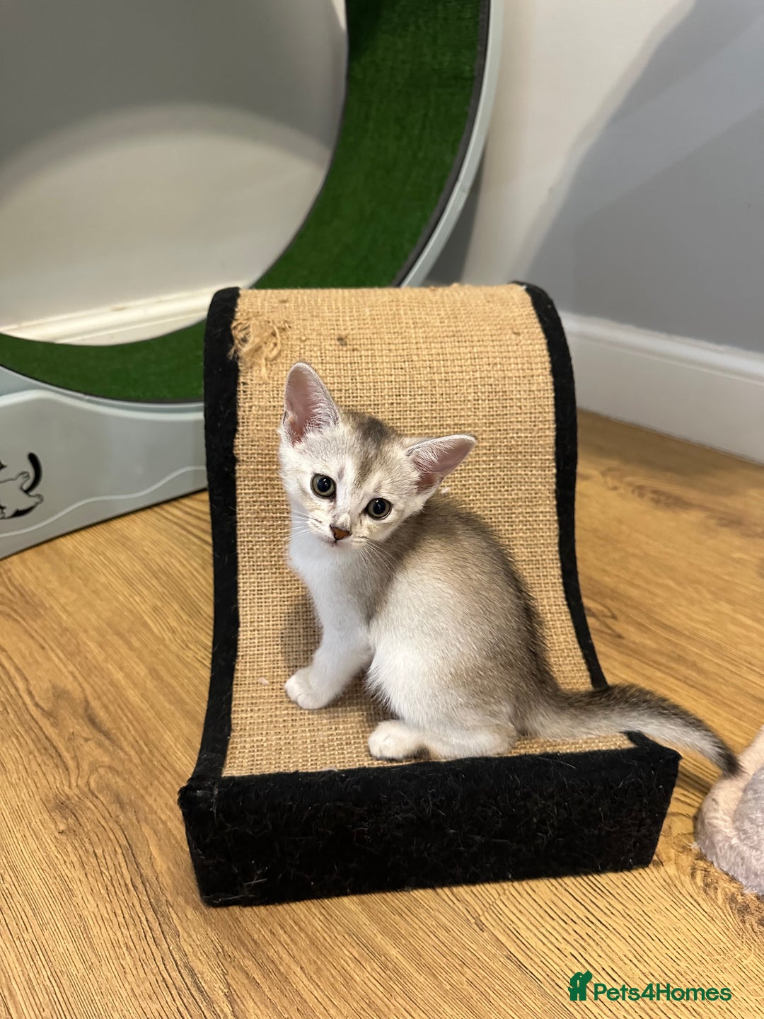 Abyssinian cats for sale: Pedigree Silver Abyssinian kittens - Image 8