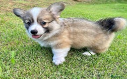 Welsh Corgi Pembroke dogs for sale: purebreed pembroke corgi pup - Image 2