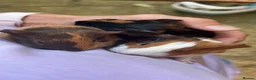 Guinea Pig rodents for sale: Baby guinea pigs, 3 pairs of male & 1 x females - Advert 2