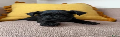 Miniature Schnauzer 5