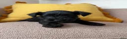Miniature Schnauzer dogs for sale: Beautiful Pure Miniature Schnauzer Sweethearts  - Advert 9