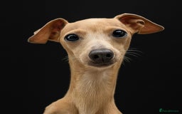 Italian Greyhound dogs for stud: Tiny stud with larger than life personality  - Image 1
