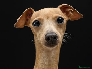 Italian Greyhound dogs - Advert 1