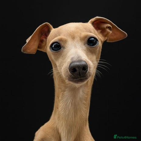 Italian Greyhound dogs Tiny stud with larger than life personality - Advert 1