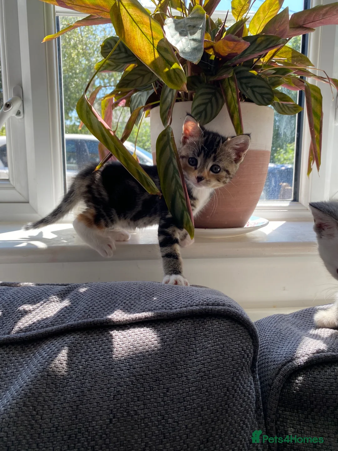 Mixed Breed cats for sale: 7 week old kittens!  in Royston - Advert 17