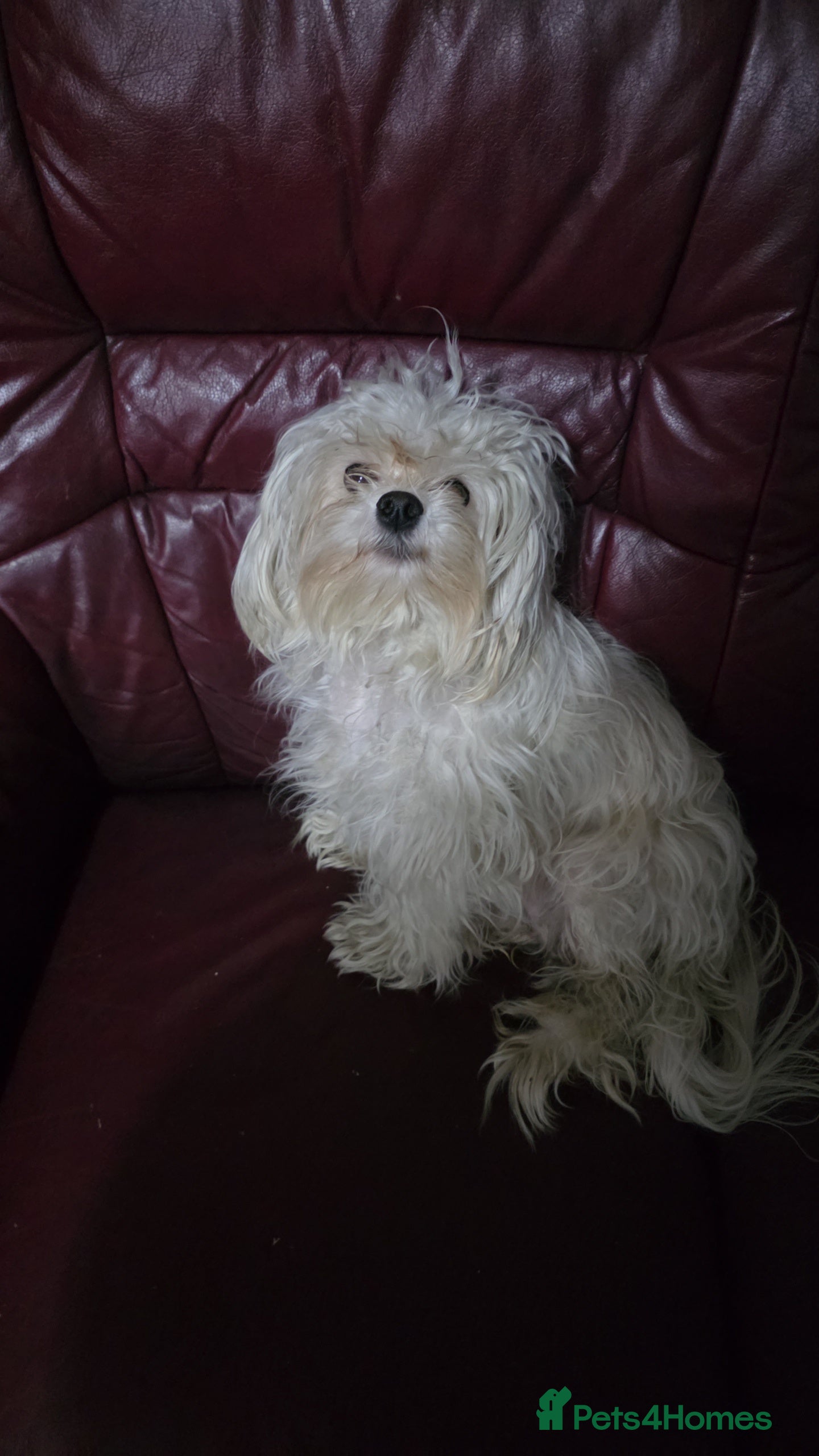 Shorkie dogs Beautiful shorkie puppies - Advert 3