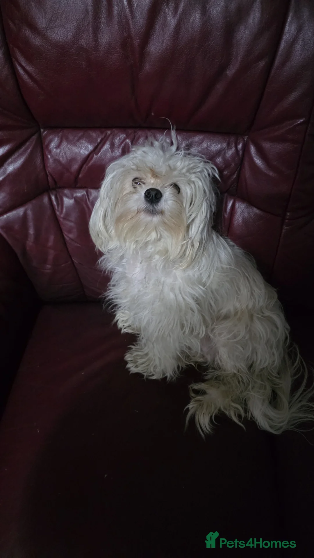 Shorkie dogs for sale: Beautiful shorkie puppies - Advert 1