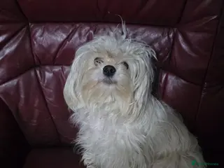 Shorkie dogs Beautiful shorkie puppies - Advert 1