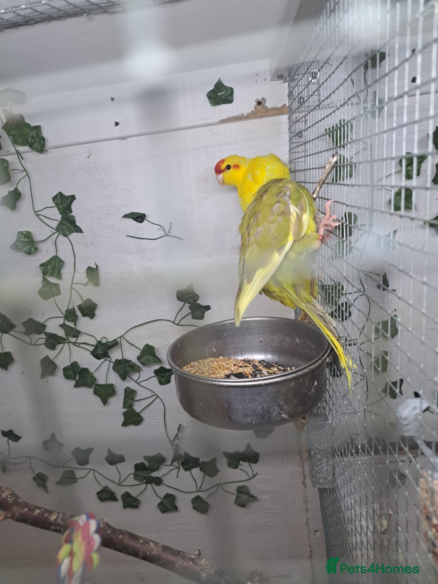 Parakeets birds 2 Young  kakariki  - Advert 7