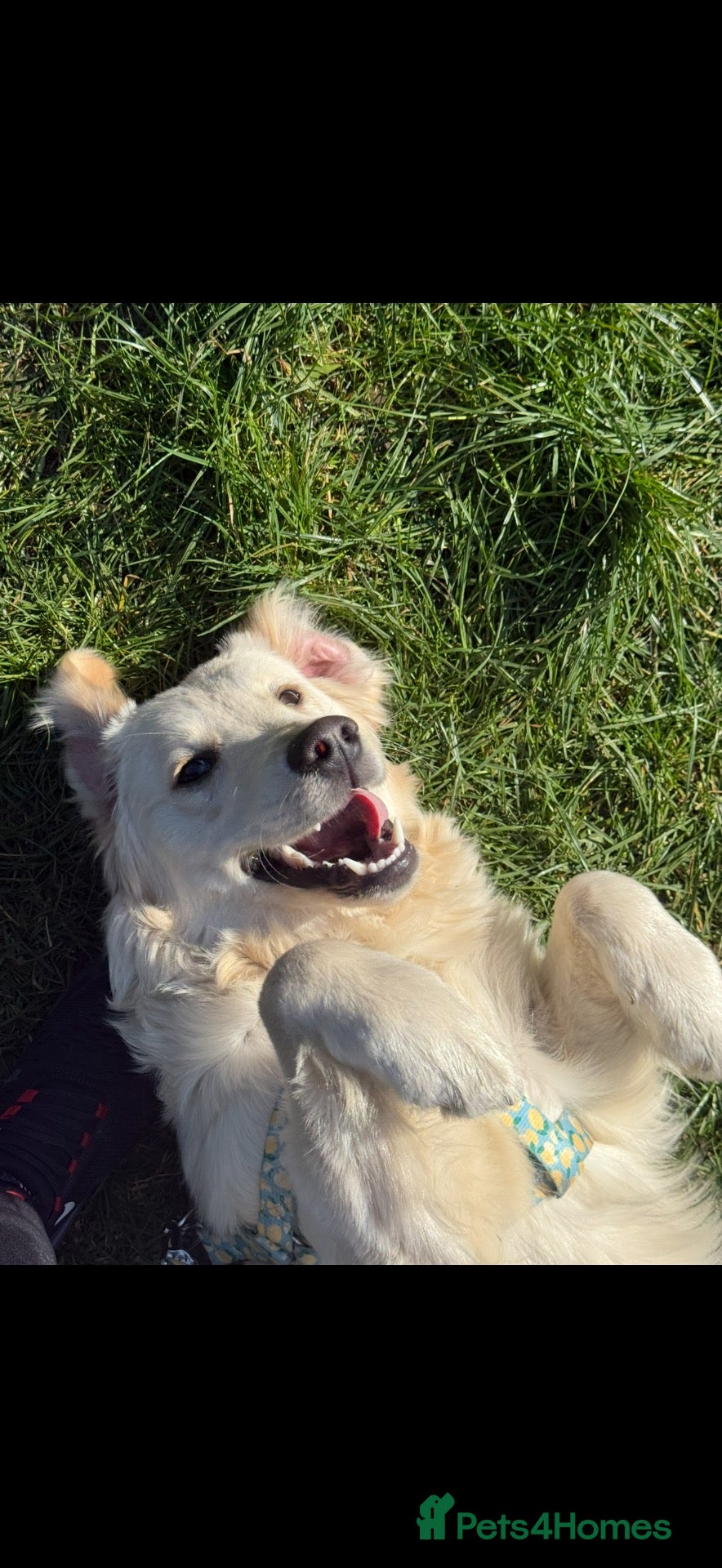 Golden Retriever dogs KC Registered Golden Retriever Female - Advert 8