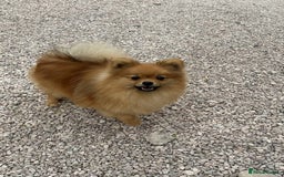 Pomeranian dogs for sale: 1 Teddy Bear  miniature  pomeranian  puppy  in Leicester - Image 11