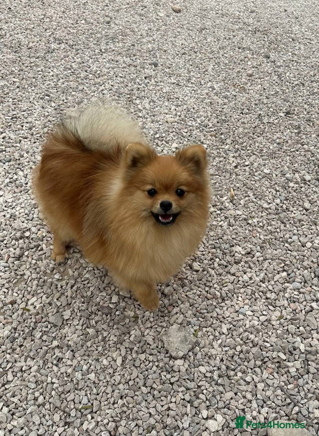 Pomeranian dogs for sale: 1 Teddy Bear  miniature  pomeranian  puppy  in Leicester - Image 11
