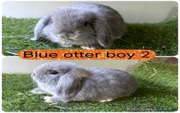 Mini Lop rabbits for sale: Beautiful, friendly mini lops  - Image 14