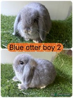 Mini Lop rabbits - Advert 2