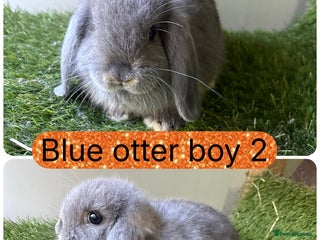 Mini Lop rabbits - Advert 34