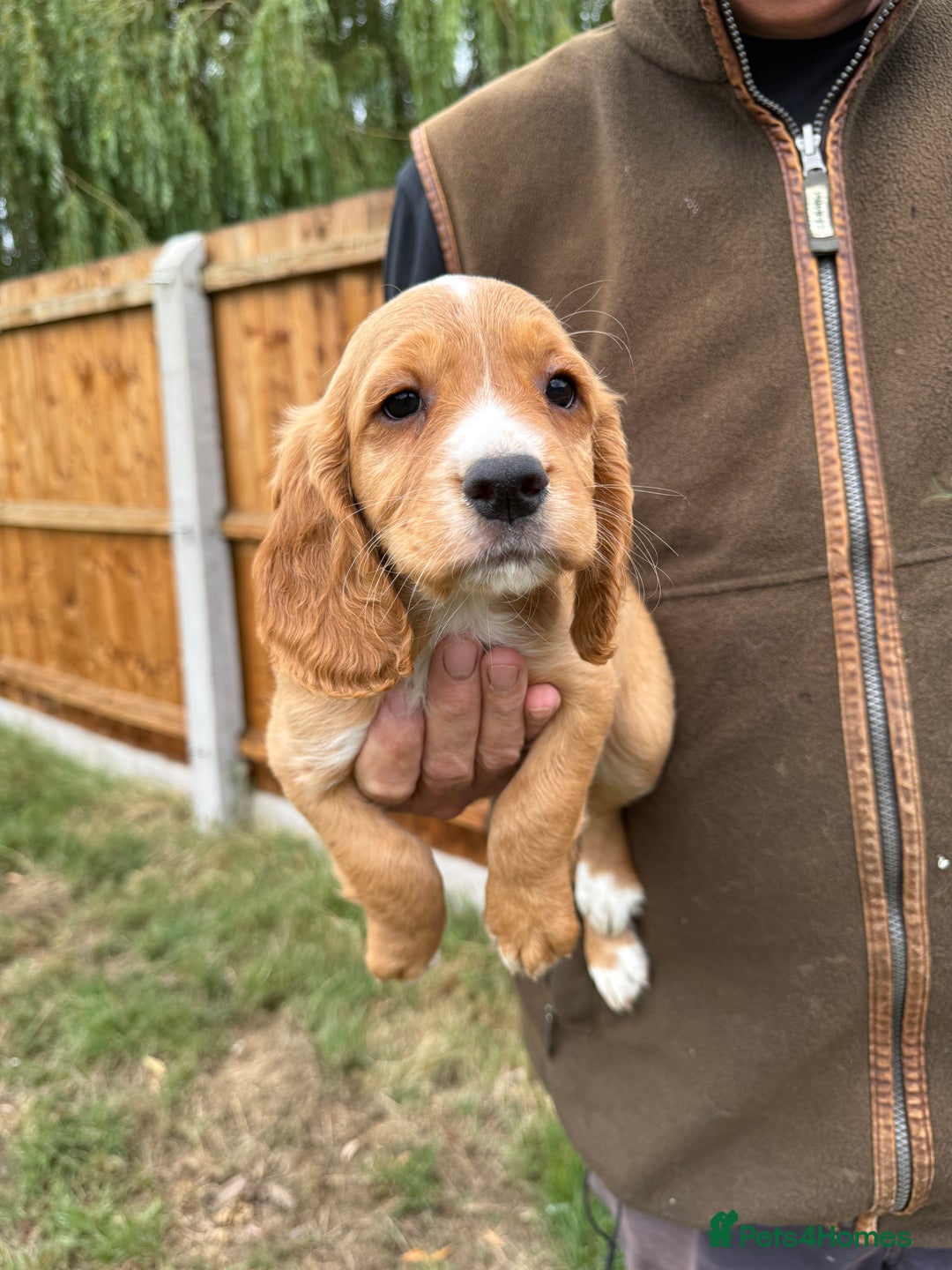 Cocker Spaniel dogs for sale: Fantastic KC REG cocker spaniel pups  - Image 2