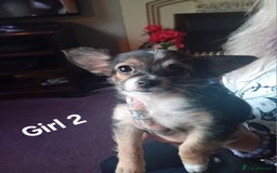 Chihuahua dogs for sale: 3 stunning chihuahua puppies - Image 4