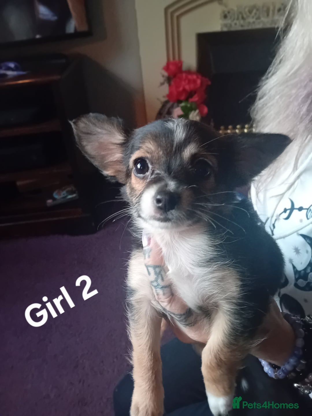 Chihuahua dogs for sale: 3 stunning chihuahua puppies - Image 4