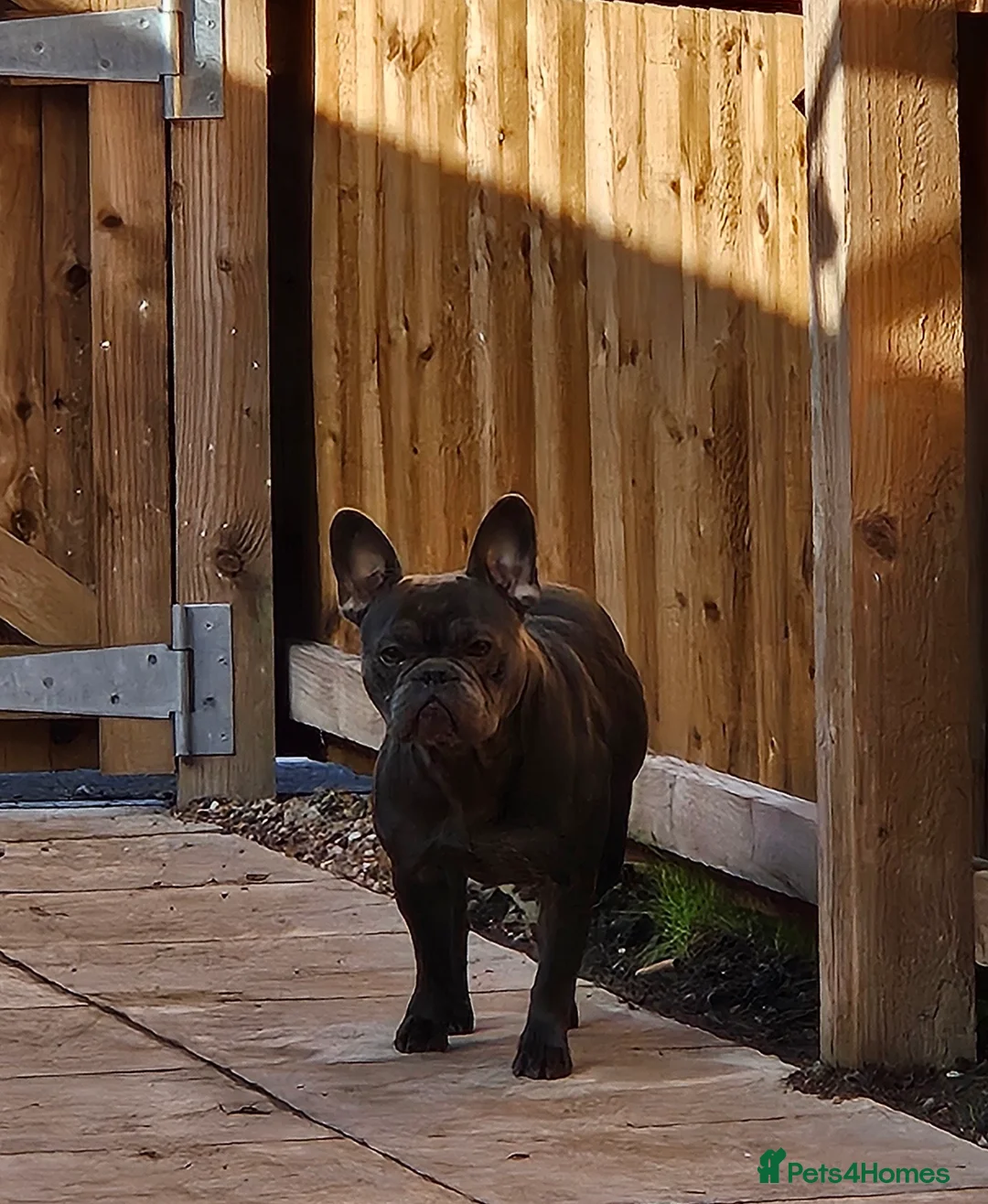 French Bulldog dogs for sale: French Bulldog puppy  - Advert 2