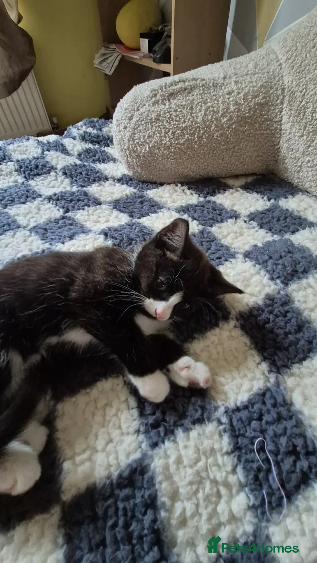 Mixed Breed cats for sale: Kittens for sale! - Advert 9